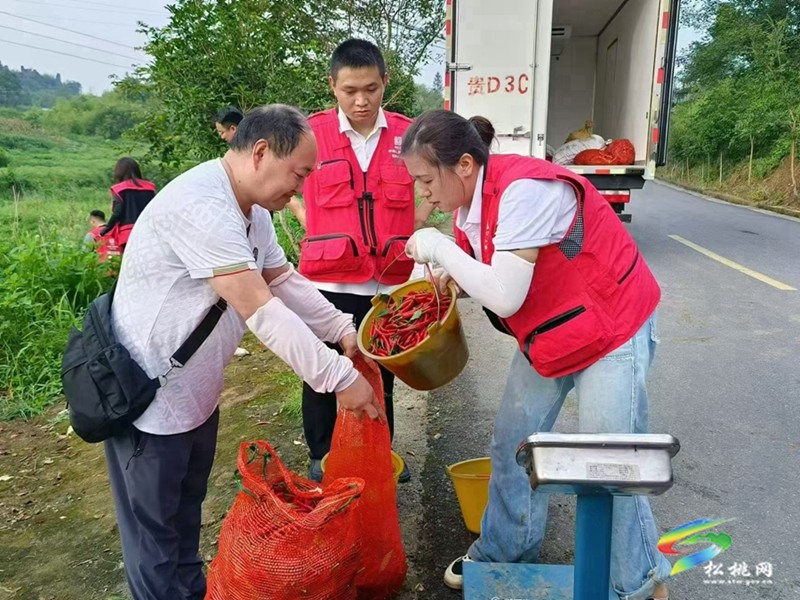 中國人民財產(chǎn)保險股份有限公司松桃支公司助力盤信村辣椒采摘