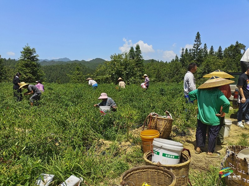 大路鎮(zhèn)坪江村：辣椒大豐收? 椒農笑顏開