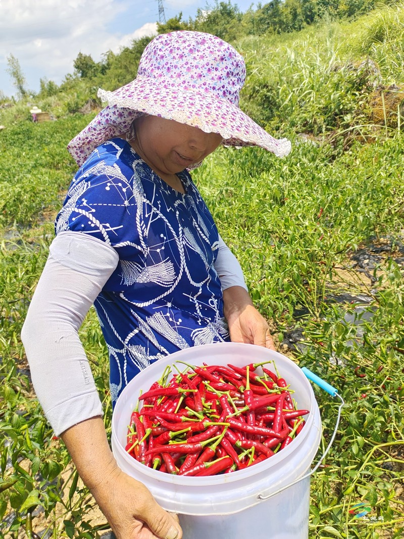 大路鎮(zhèn)坪江村：辣椒大豐收? 椒農笑顏開