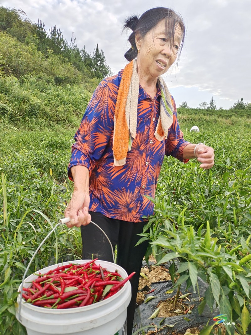 大路鎮(zhèn)坪江村：辣椒大豐收? 椒農笑顏開