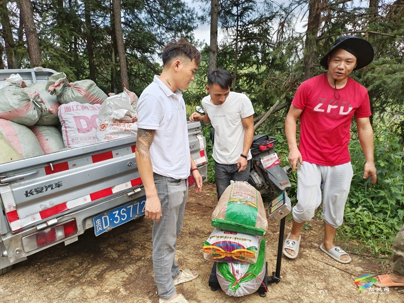 大路鎮(zhèn)坪江村：辣椒大豐收? 椒農笑顏開