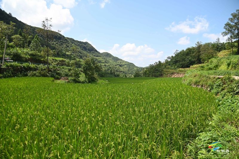 盤石鎮(zhèn)仁廣村：鄉(xiāng)村美如畫