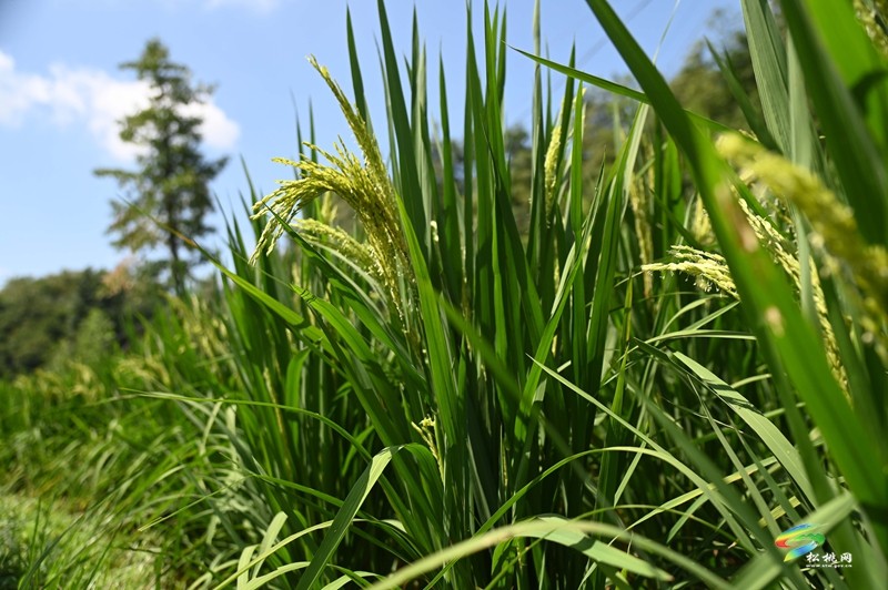 盤石鎮(zhèn)仁廣村：鄉(xiāng)村美如畫