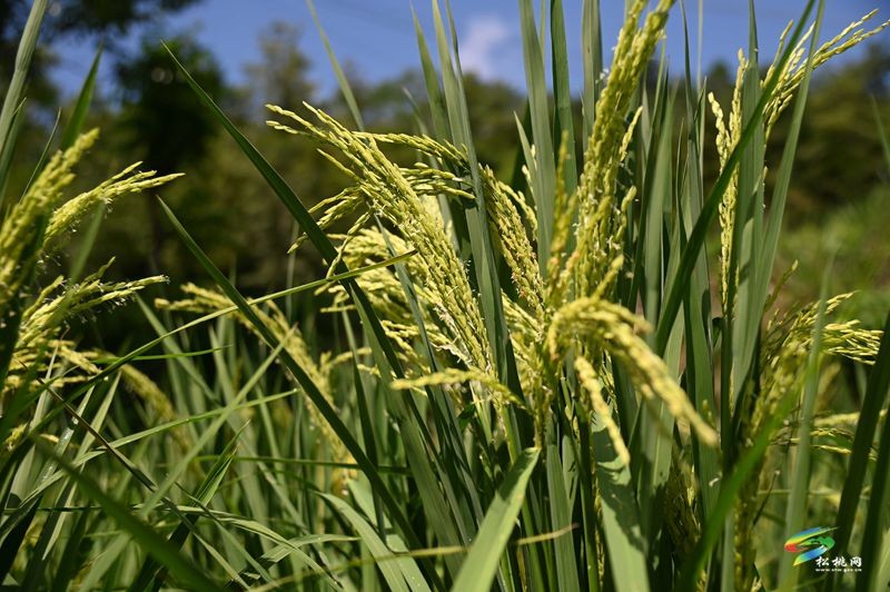 盤石鎮(zhèn)仁廣村：鄉(xiāng)村美如畫