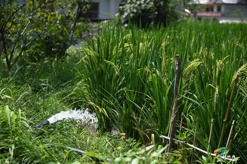 盤石鎮(zhèn)仁廣村：鄉(xiāng)村美如畫