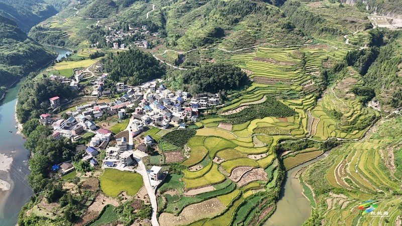 木樹鎮(zhèn)：稻田流金豐收美