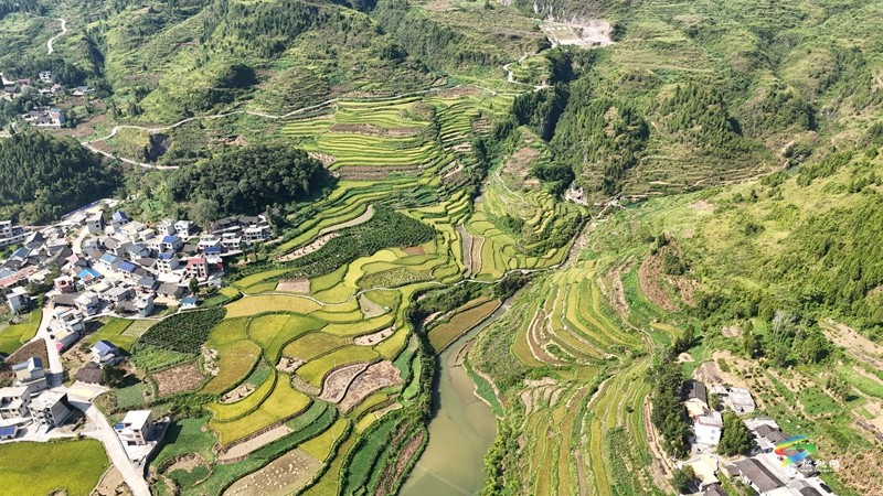 木樹鎮(zhèn)：稻田流金豐收美