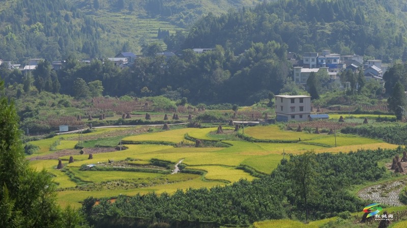 木樹鎮(zhèn)：稻田流金豐收美