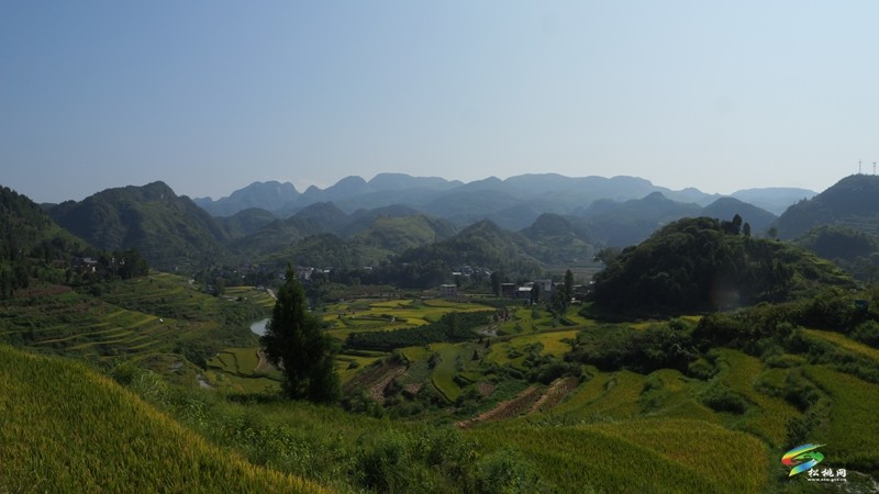 木樹鎮(zhèn)：稻田流金豐收美