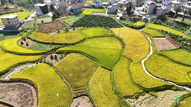 木樹鎮(zhèn)：稻田流金豐收美