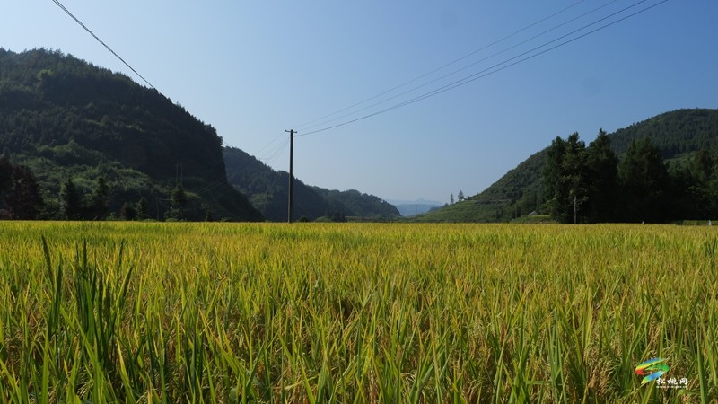 木樹鎮(zhèn)：稻田流金豐收美