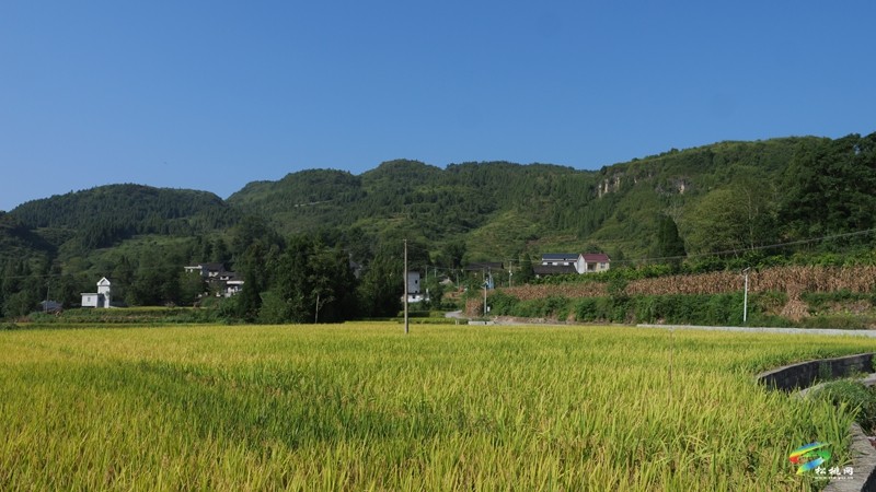 木樹鎮(zhèn)：稻田流金豐收美