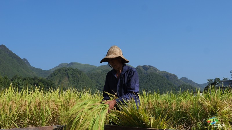 木樹鎮(zhèn)：稻田流金豐收美