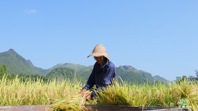木樹鎮(zhèn)：稻田流金豐收美