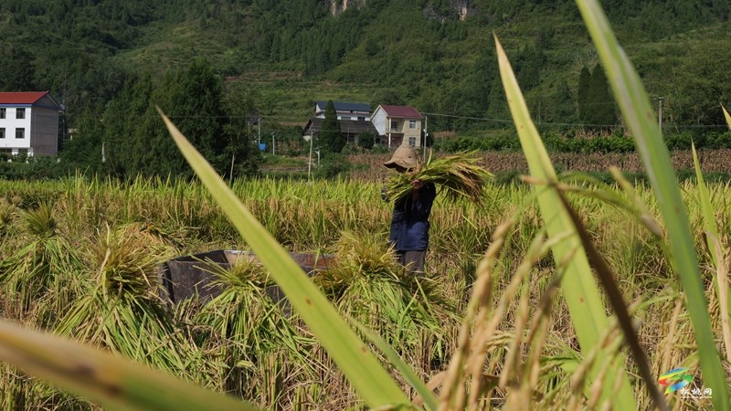 木樹鎮(zhèn)：稻田流金豐收美
