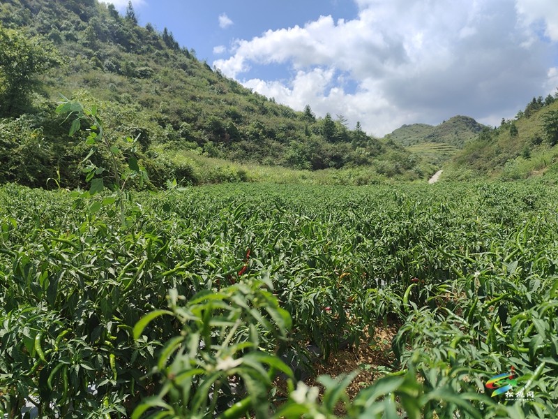 烏羅鎮(zhèn)：1100余畝訂單式高山辣椒開采