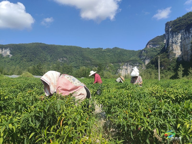 烏羅鎮(zhèn)：1100余畝訂單式高山辣椒開采