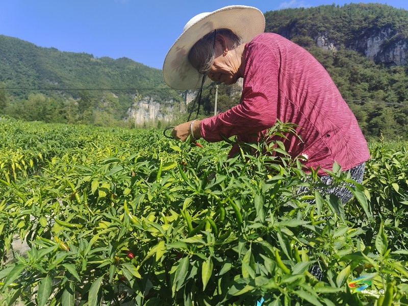 烏羅鎮(zhèn)：1100余畝訂單式高山辣椒開采