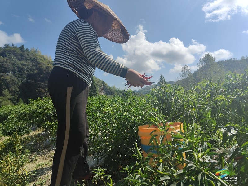 烏羅鎮(zhèn)：1100余畝訂單式高山辣椒開采