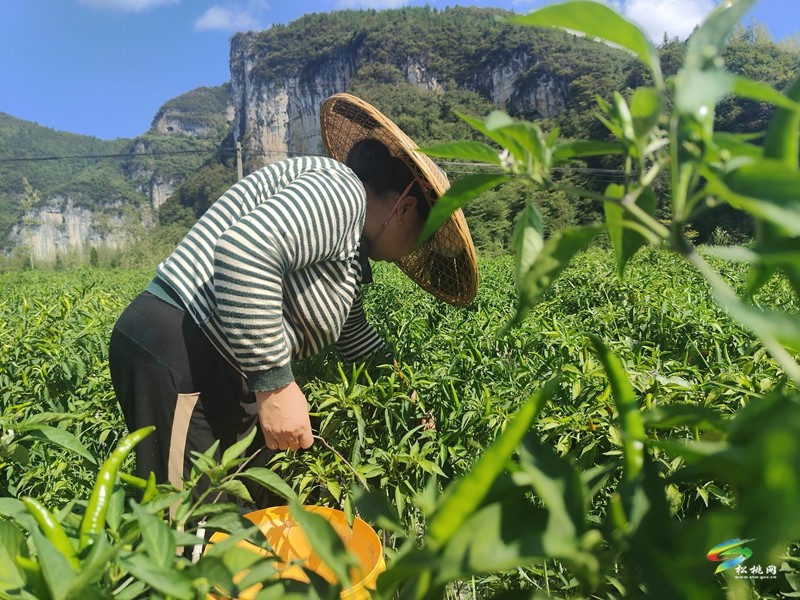 烏羅鎮(zhèn)：1100余畝訂單式高山辣椒開采