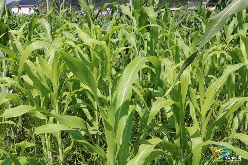 大路鎮(zhèn)桂芽村：特色產(chǎn)業(yè)賦能鄉(xiāng)村振興