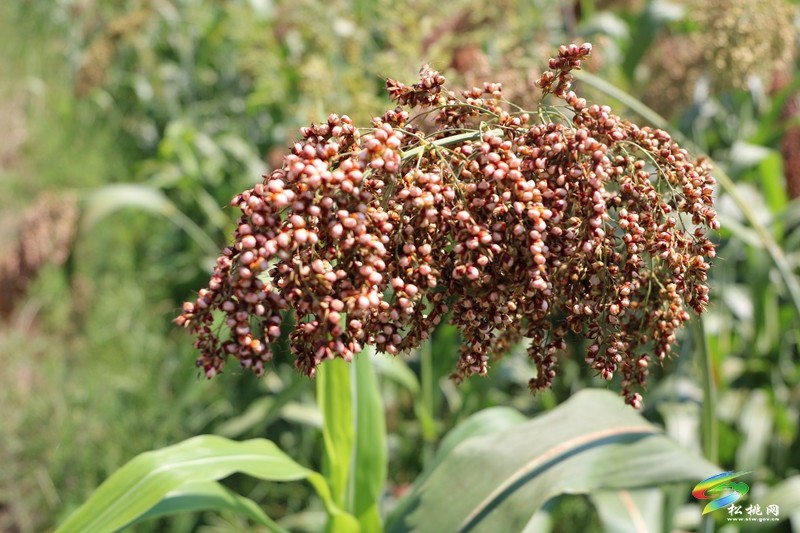 大路鎮(zhèn)桂芽村：特色產(chǎn)業(yè)賦能鄉(xiāng)村振興