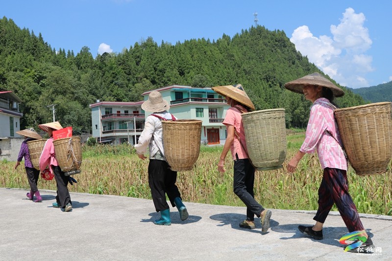 大路鎮(zhèn)桂芽村：特色產(chǎn)業(yè)賦能鄉(xiāng)村振興