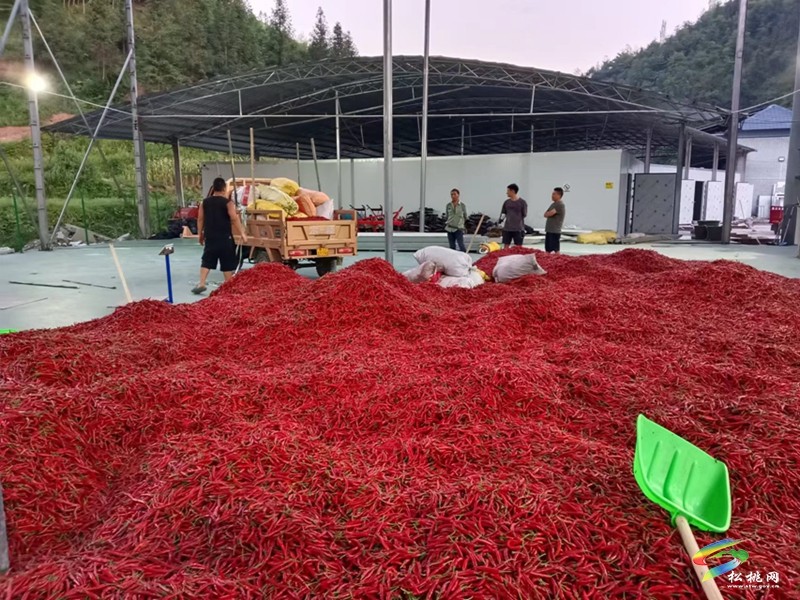 松桃：“訂單農業(yè)”鋪出“致富路”