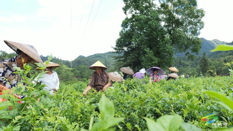 一株藤茶 “回甘”一方