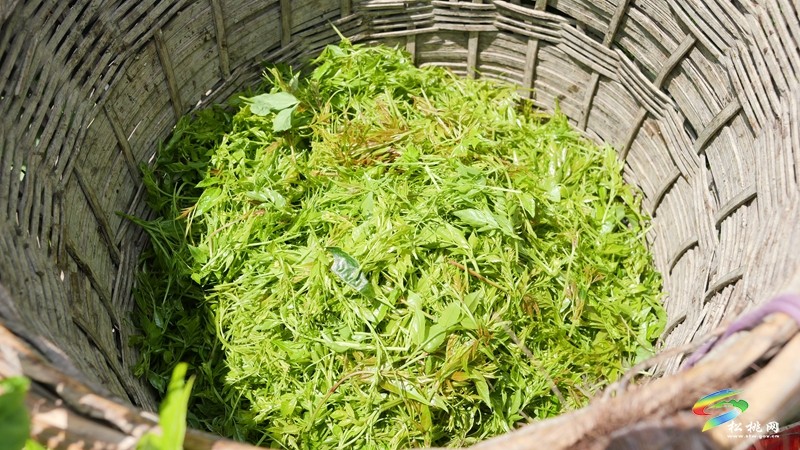 一株藤茶 “回甘”一方