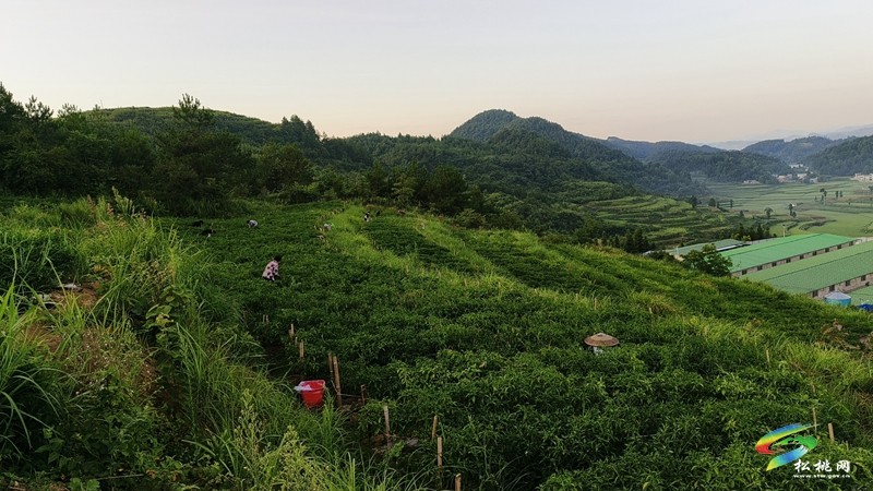 迓駕鎮(zhèn)：“訂單辣椒”采摘忙 鄉(xiāng)村振興“椒”新卷