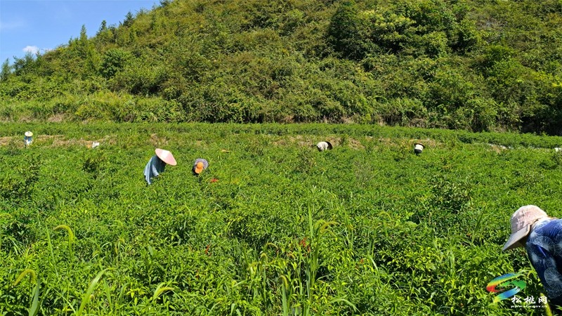 烏羅鎮(zhèn):千畝辣椒迎豐收 訂單走出致富路