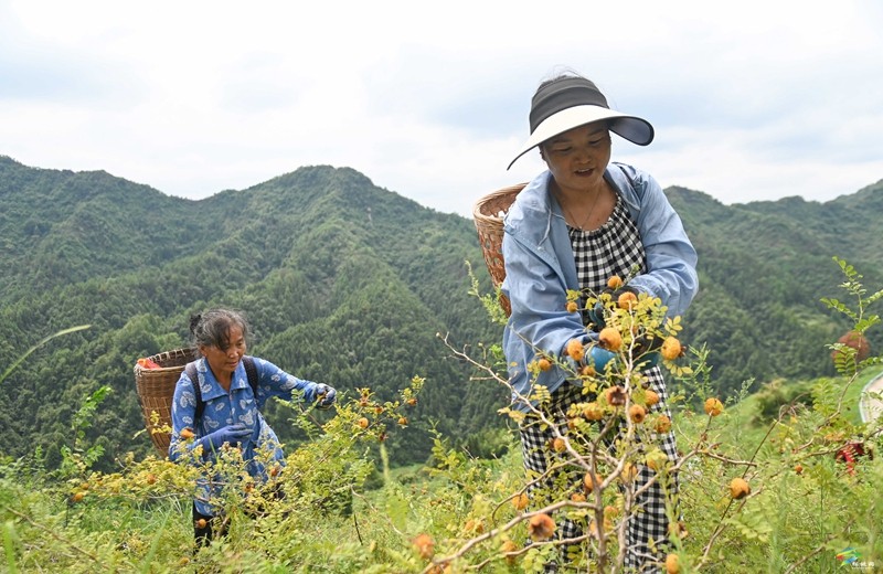 牛郎鎮(zhèn)：山間刺梨香  村民采摘忙