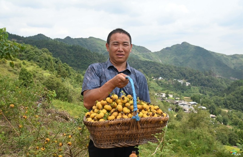 牛郎鎮(zhèn)：山間刺梨香  村民采摘忙