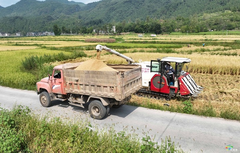 普覺鎮(zhèn)：金秋稻谷香  農(nóng)機(jī)收割忙