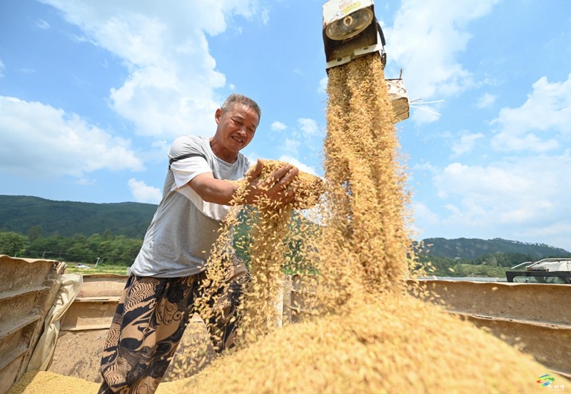 普覺鎮(zhèn)：金秋稻谷香  農(nóng)機(jī)收割忙
