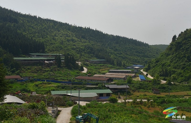 九江街道探索“生態(tài)”肉牛養(yǎng)殖“四降”法