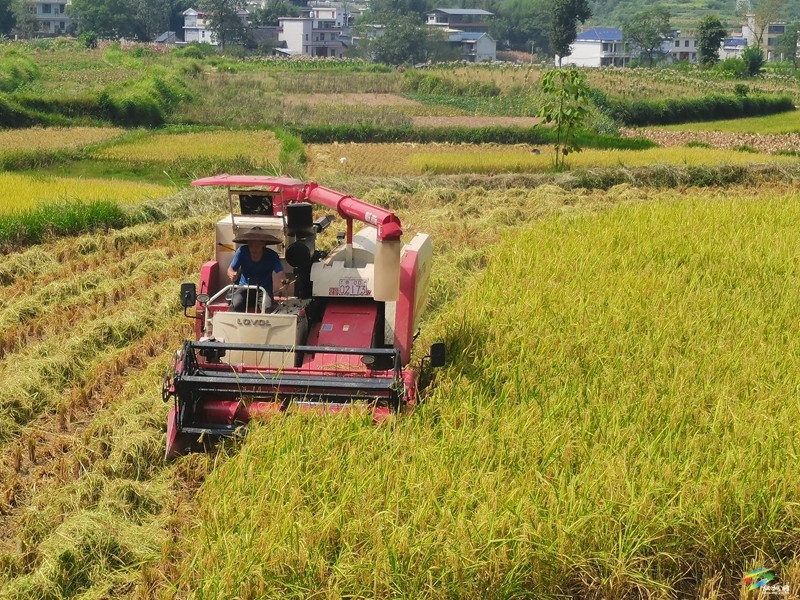迓駕鎮(zhèn)：機械化收割助力稻谷顆粒歸倉