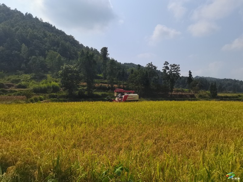 迓駕鎮(zhèn)：機械化收割助力稻谷顆粒歸倉