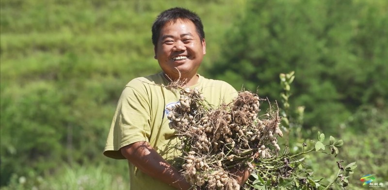 牛郎鎮(zhèn)：珍珠花生迎豐收 田間地頭采摘忙