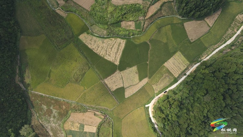 甘龍鎮(zhèn)：又“稻”一年好時(shí)節(jié)，糧油基地“喜豐收”
