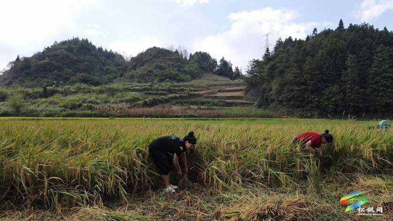 甘龍鎮(zhèn)：又“稻”一年好時(shí)節(jié)，糧油基地“喜豐收”