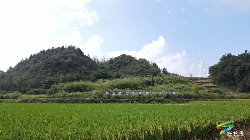 甘龍鎮(zhèn)：又“稻”一年好時(shí)節(jié)，糧油基地“喜豐收”