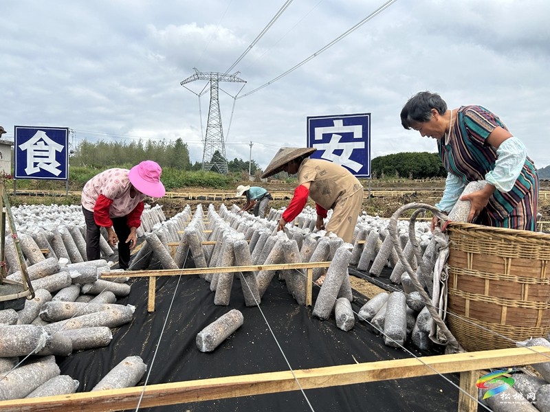 孟溪鎮(zhèn)：小木耳托起鄉(xiāng)村振興“大產(chǎn)業(yè)”