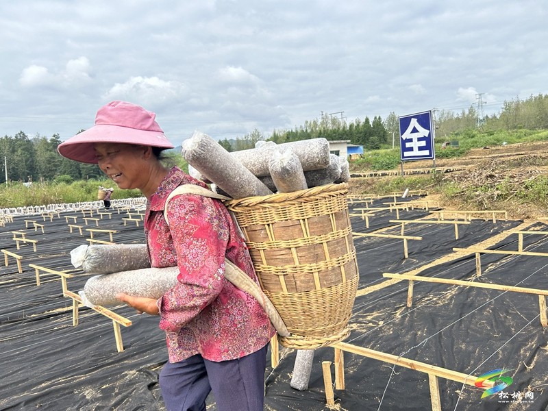 孟溪鎮(zhèn)：小木耳托起鄉(xiāng)村振興“大產(chǎn)業(yè)”
