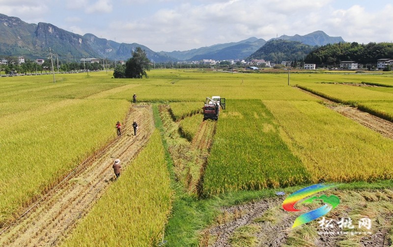 松桃：開展優(yōu)質(zhì)水稻品種展示?助力良種良技推廣
