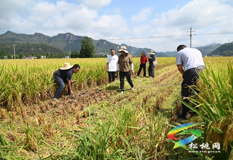 松桃：開展優(yōu)質(zhì)水稻品種展示?助力良種良技推廣
