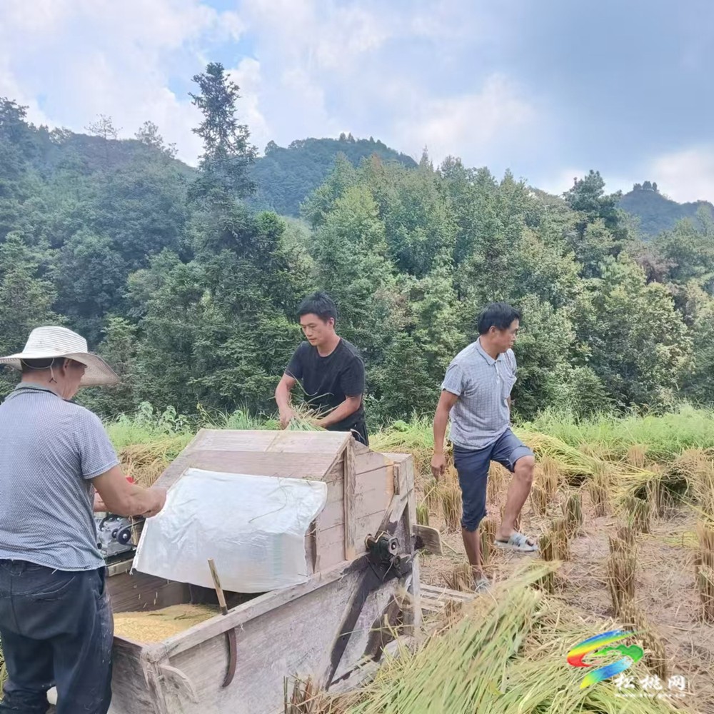 【黨旗在基層一線高高飄揚(yáng)】牛郎鎮(zhèn)：黨員干部助秋收  傳遞溫暖踐初心