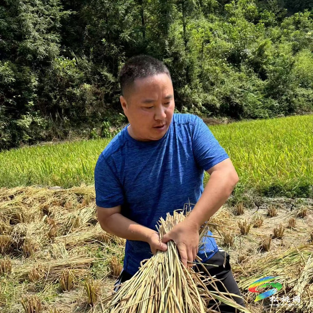 【黨旗在基層一線高高飄揚(yáng)】牛郎鎮(zhèn)：黨員干部助秋收  傳遞溫暖踐初心