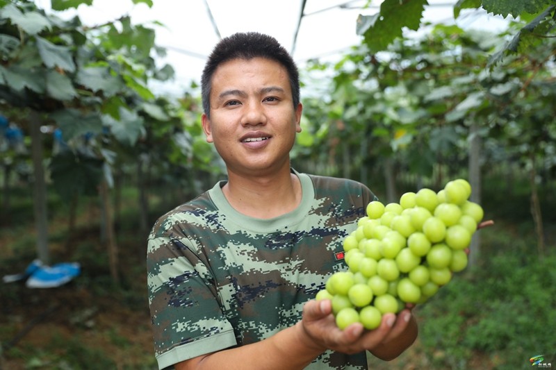 正大鎮(zhèn)：生態(tài)葡萄園?“葡”寫(xiě)果農(nóng)致富路